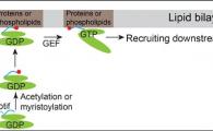 Model demonstrating how Arfrp1 and Arl14 are recruited to the membranes.