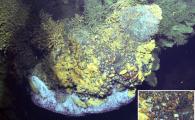  西南印度洋脊的龙旗海底热泉Tiamat烟囱体住着大量的神盾螺