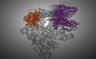 HKUST Scientists Discover How Antibiotics Target Bacterial RNAP to Inhibit Its Gene Transcription