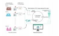 The team has developed a web-based platform by compiling SARS-CoV-2 T cell epitope data from immunological studies of recovered patients in hope to guide studies related to COVID-19 vaccines and diagnostics.