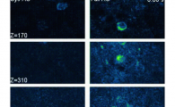 HKUST Researchers Demonstrate Near-non-invasive In-vivo Imaging in Mouse Cortex at an Unprecedented Depth