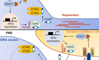 Study Reveals the Intrinsic Immune Mechanism that Boosts Axon Regeneration in the Adult Nervous System