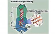 HKUST researchers unveil long-sought noncanonical cleavage mechanism in miRNA biogenesis