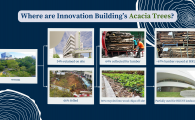 Where are Innovation Building’s Acacia Trees? 