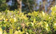 HKUST is home to an incredible diversity of wildlife, including over 120 tree species, 100 butterfly species, 75 bird species, as well as porcupines, bats, and wild boars! 