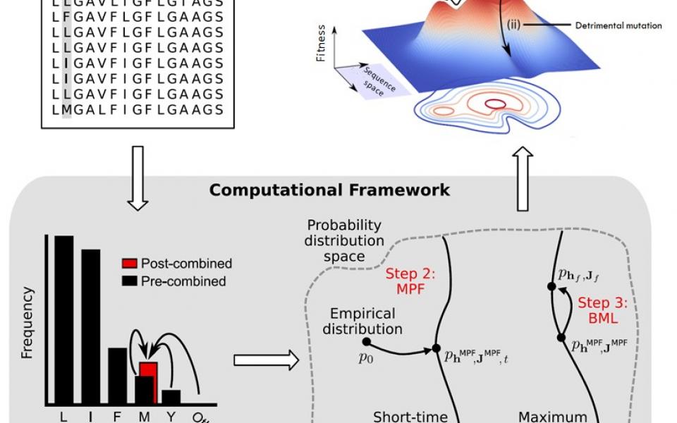 The computational framework developed by HKUST engineers that could estimate the fitness landscape of HIV envelope protein