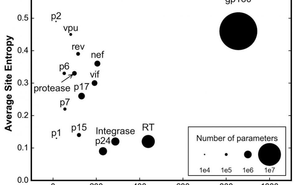 The primary sequence of the envelope protein gp160 is more than twice as long as its peers and is amongst the most variable 