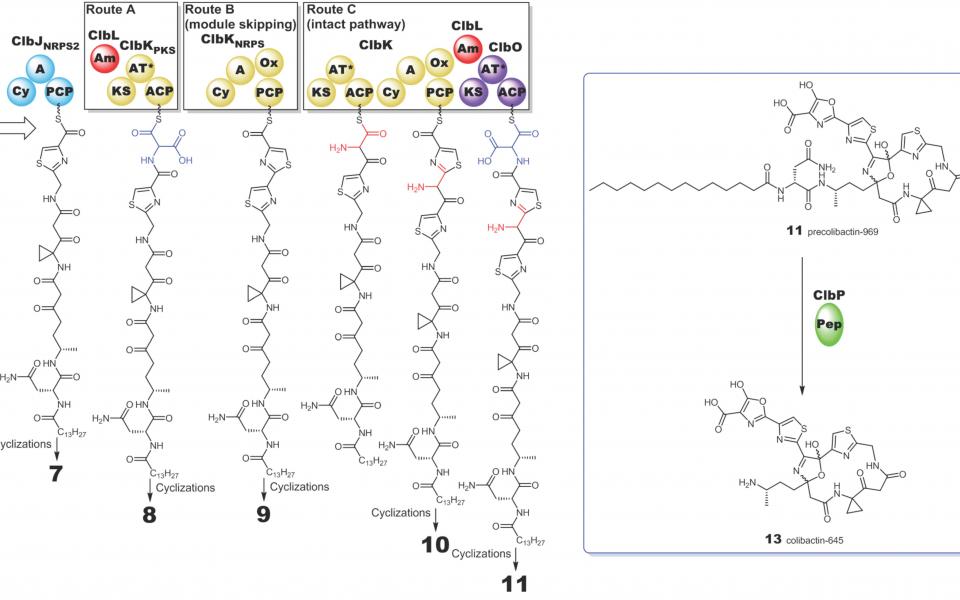 「大肠杆菌素-645」的生物合成反应路径