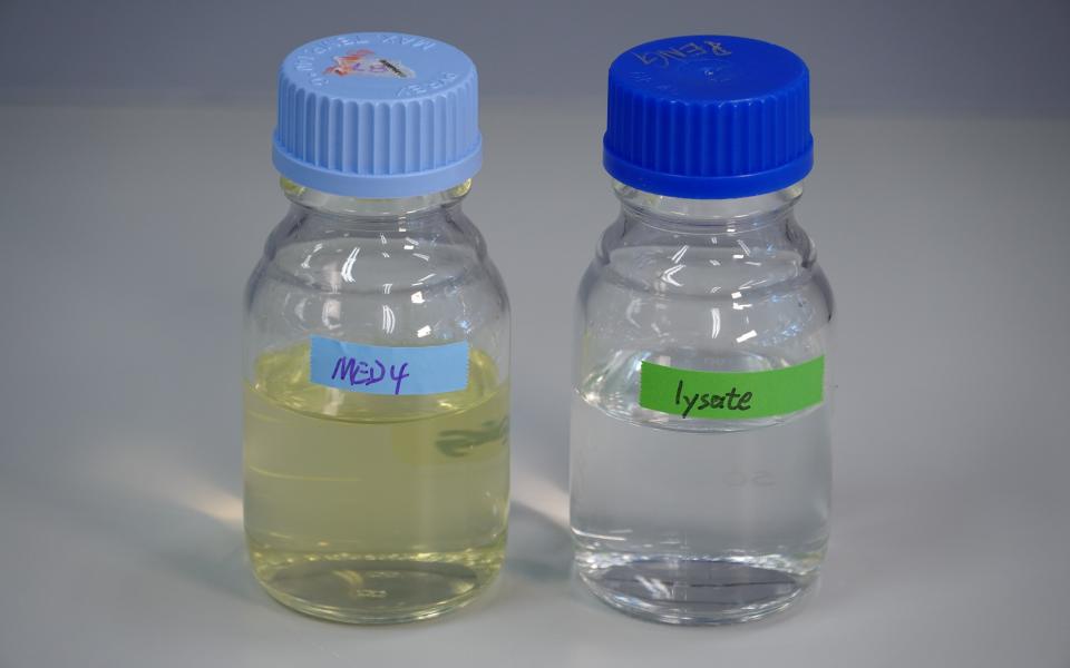 Living cyanobacteria grown in sea water (left) and dead cyanobacterial culture (right).