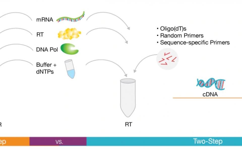 4. 單步逆轉錄—即時聚合酶鏈式反應