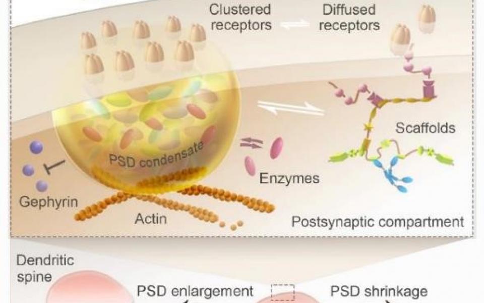 Presynaptic Terminal