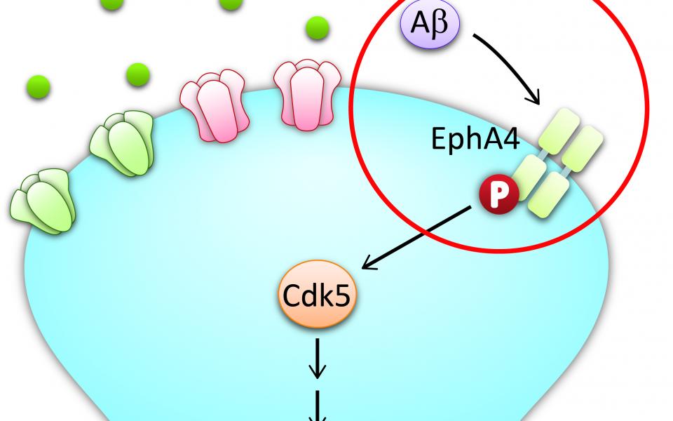 Synaptic Transmission