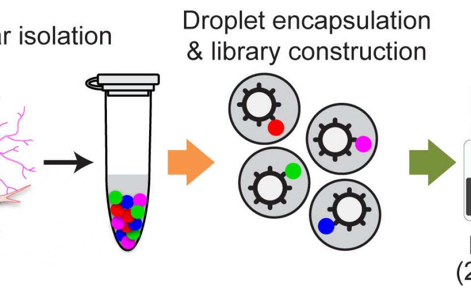 The team uses the newly-developed methodology to study AD patients brain at single cell level.