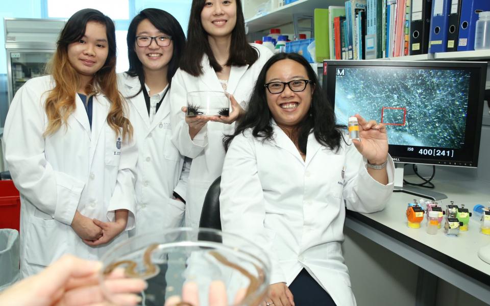 (From right) Prof Karen Chan and her research team members Abby Lo, Ng Pui-lam and Julia Leung discover microbeads’ (bottled) impact on bristle worms (in the Petri dish) and slipper limpets.