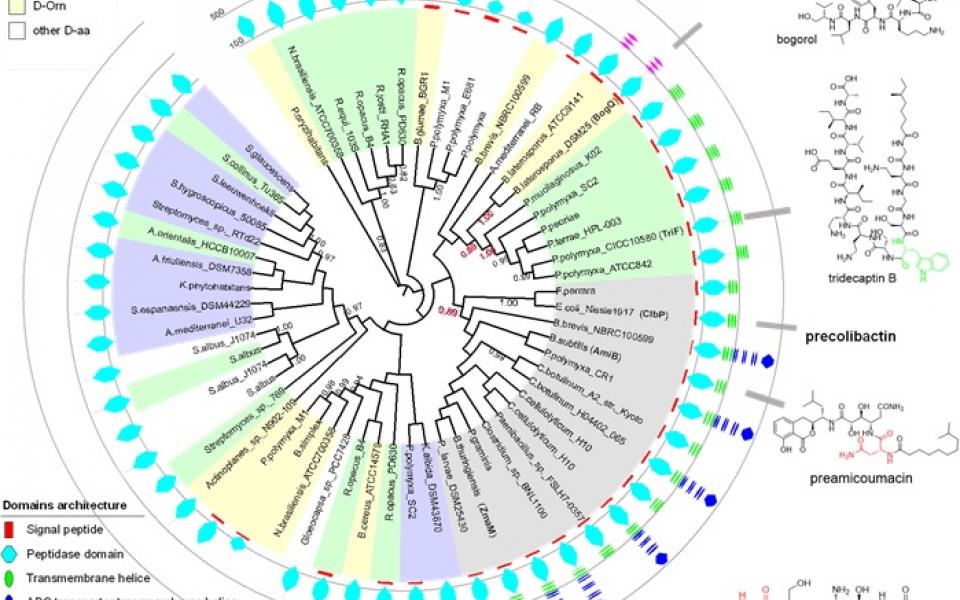 DRPs are phylogenetically widely distributed in nature