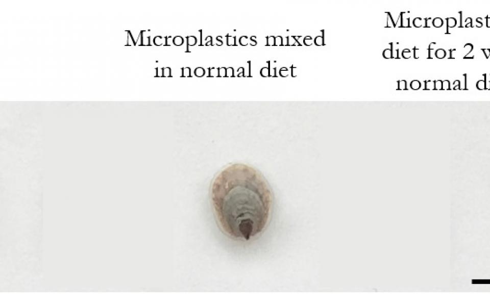 Prof Chan’s research found that if slipper limpets were exposed to a high concentration of microbeads during their larval stage, they would not resume their original growth rates even after the removal of microbeads from their surroundings.