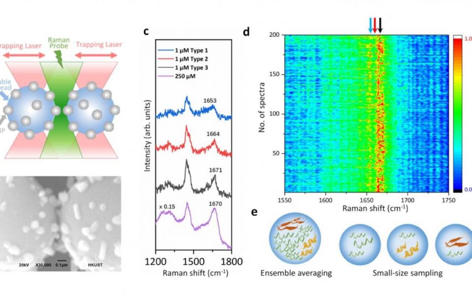 Illustration of the optical tweezers-coupled Raman spectroscopy platform and SERS spectra of alpha-synuclein at physiological concentration showing the structural variations arisen from its transient species. 