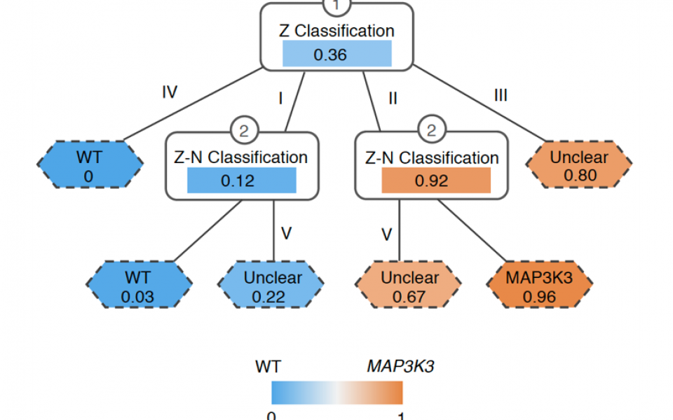 The research team developed a computational method that could assess the probability of connection between the lesion shown in the MRI image to the genetic mutation MAP3K3 c.1323C>G.