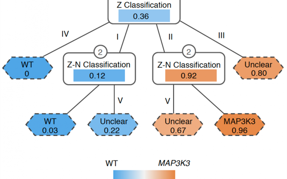 The research team developed a computational method that could assess the probability of connection between the lesion shown in the MRI image to the genetic mutation MAP3K3 c.1323C>G