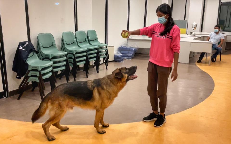 Ron playing with Bruno