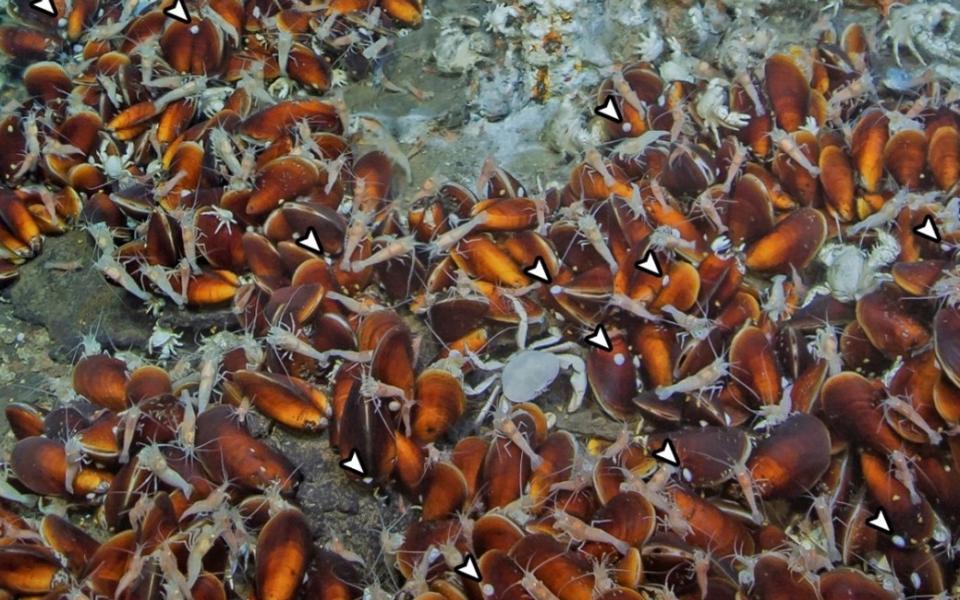 A deep-sea limpet vent population in the Okinawa Trough. These limpets usually attach to the mussel shells as indicated by the white arrows.