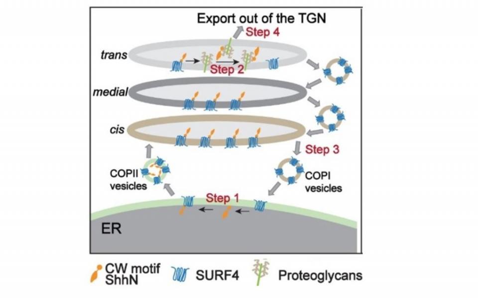 A diagram depicting the molecular mechanisms regulating sorting and secretion of ShhN.