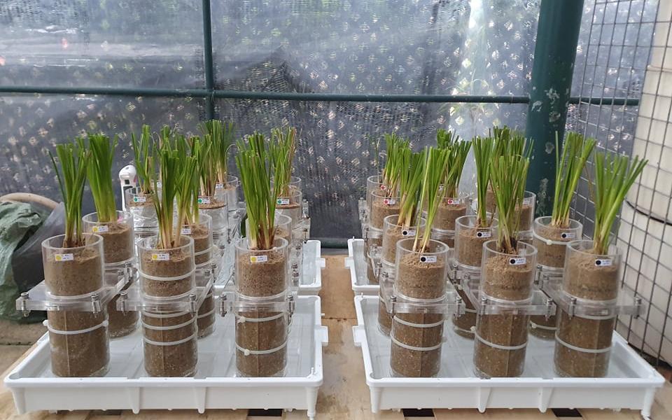 Centering on the use of vegetation (a nature-based solution) in geotechnical engineering applications, Prof. Leung’s research group has been doing a lot of farming work in their lab to produce samples for testing.