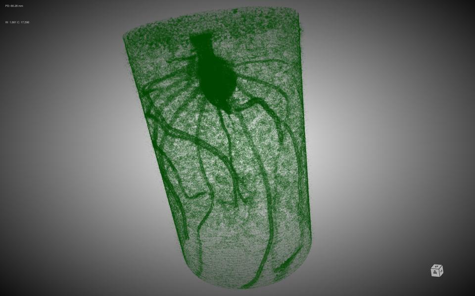 Unearthing the hidden half of a plant (i.e. root, by X-ray CT in this case) and its interaction with the soil is the key to develop plant-based solutions to engineering problems.