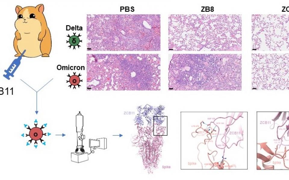 抗體ZCB11（右）可保護敘利亞倉鼠的肺部免受Omicron和Delta病毒變異株的感染與損傷 。 PBS（左）是無抗體對照， ZB8（中）是抗體對照，只能保護倉鼠免受Delta病毒變異株的感染與損傷，但不能免受 Omicron病毒變異株的感染與損傷。 冷凍電鏡結構分析揭示了ZCB11和Omicron S蛋白的結合模式 。