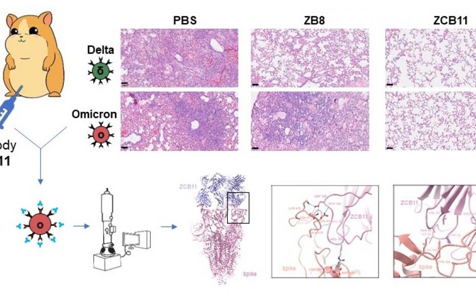 Antibody ZCB11 (right column) protects Syrian golden hamsters against SARS-CoV-2 Delta and Omicron lung infection and injury. PBS (left column) is a negative control. ZB8 (middle column) is another antibody, protecting against Delta but not Omicron. Cryo-EM structure analysis demonstrates the binding mode of ZCB11 to Omicron spike trimer.