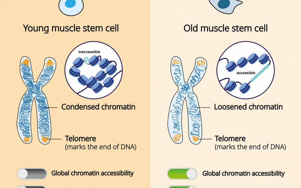 Changes in aging stem cells