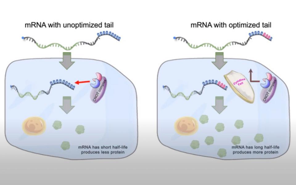 The optimized mRNA tail would protect it from immediate degradation and could stay in the cell for a longer time, increasing protein production efficiency by up to 10 times.