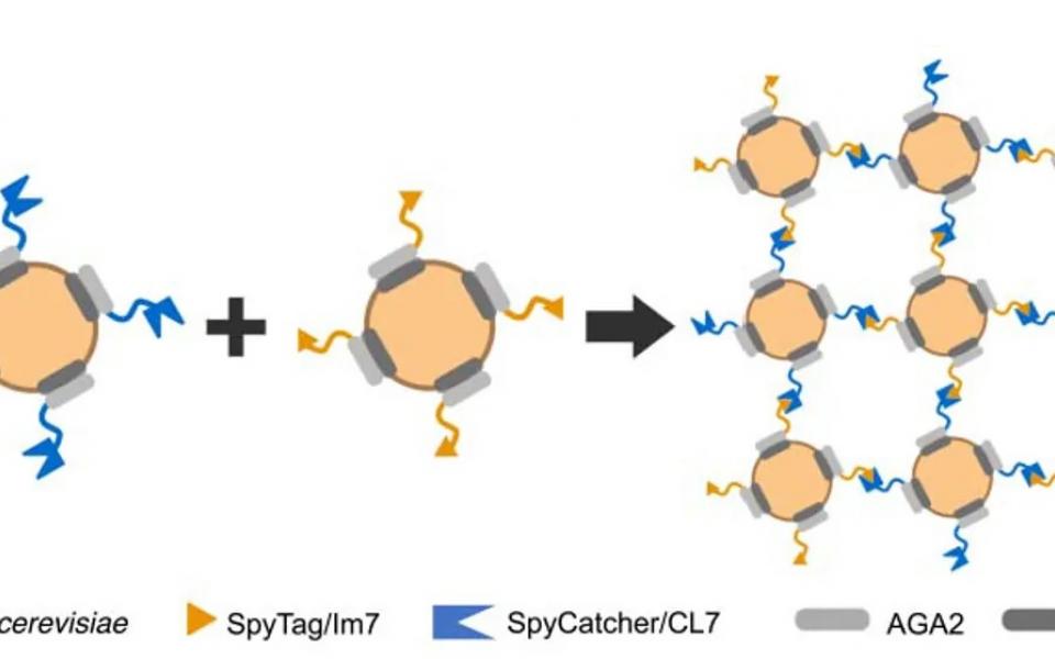 Schematic of assembly of baker's yeast (Saccharomyces cerevisiae) cells in multicellular living materials