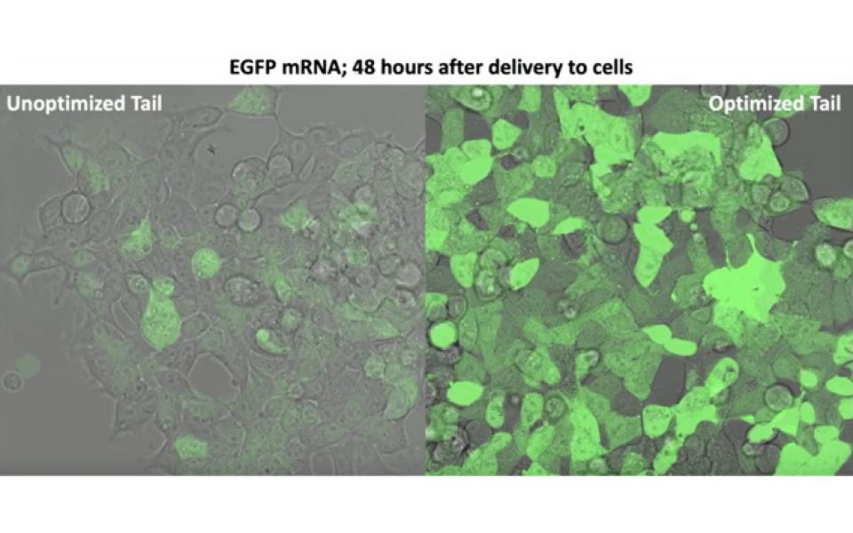 The optimized mRNA tail (right) could still synthesize protein (dyed in bright green) 48 hours after delivery to cells, as compared to unoptimized tail, whose protein production has almost stopped.