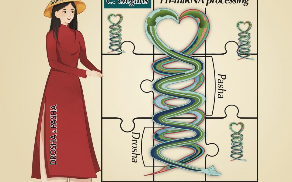 The pri-miRNA structure is illustrated by two C. elegans. Drosha and Pasha are coordinated to process pri-miRNAs.