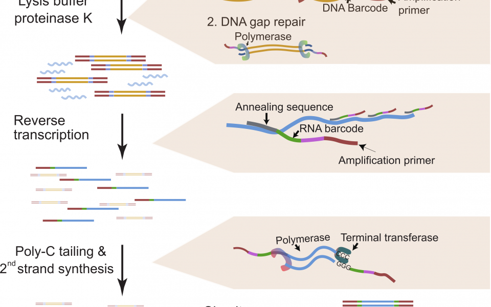 The new versatile single-cell multi-omic profiling technology scONE-seq developed by the research team converts DNA and RNA in single cells to sequencing libraries for analysis