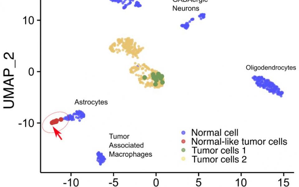 The team identifies rare brain tumor cell "spies" disguised as normal cells using this novel method