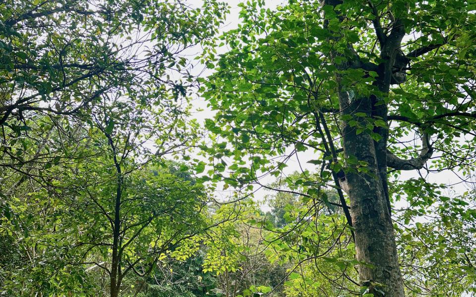 Forest bathing would benefit our wellbeing by lowering the stress level, stabilizing blood pressure, reducing stress hormones levels