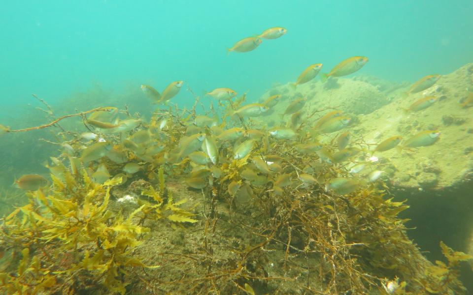 Mottled spinefoot, one of the fish species in the study. Photo credit: Reiji Masuda  