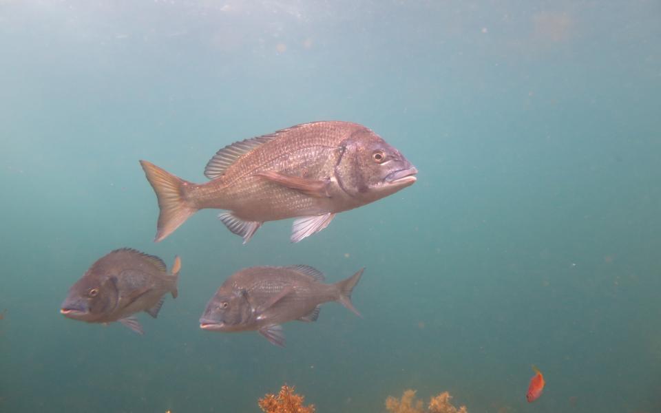 Japanese black seabream, one of the fish species in the study. Photo credit: Reiji Masuda