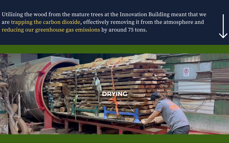 Utilizing the wood from the mature trees at the Innovation Building meant that we are trapping the carbon dioxide