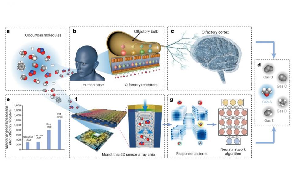 A comparison of the mammalian olfactory system and a biomimetic olfactory chip system.