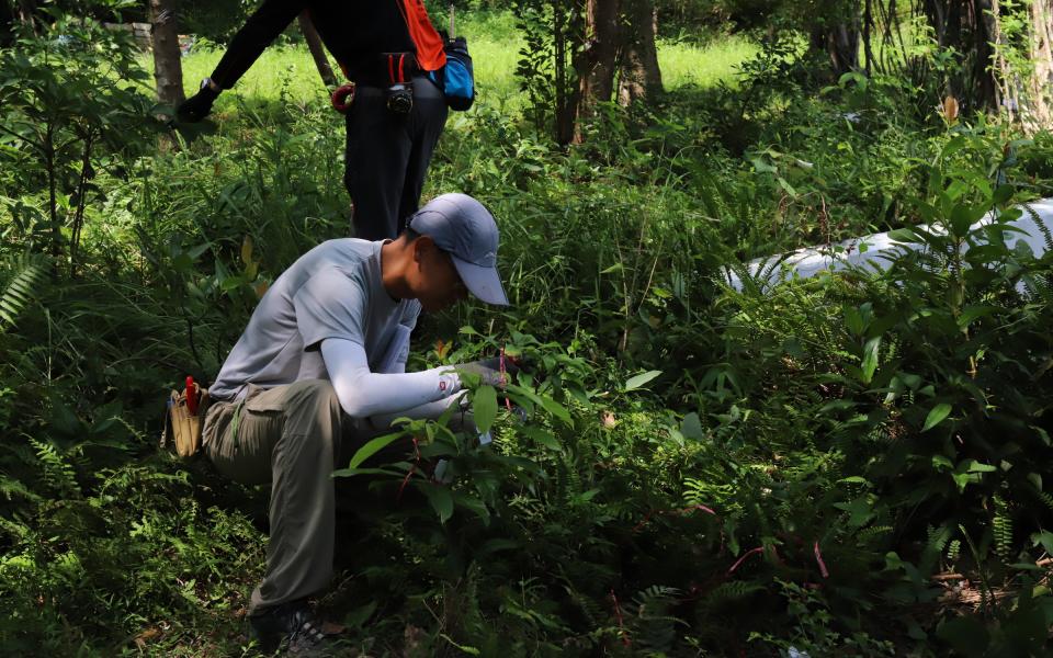 Starting from 18th April 2024, HKUST has taken a significant step towards sustainable campus development with the publication of its Tree Felling & Planting Policy.