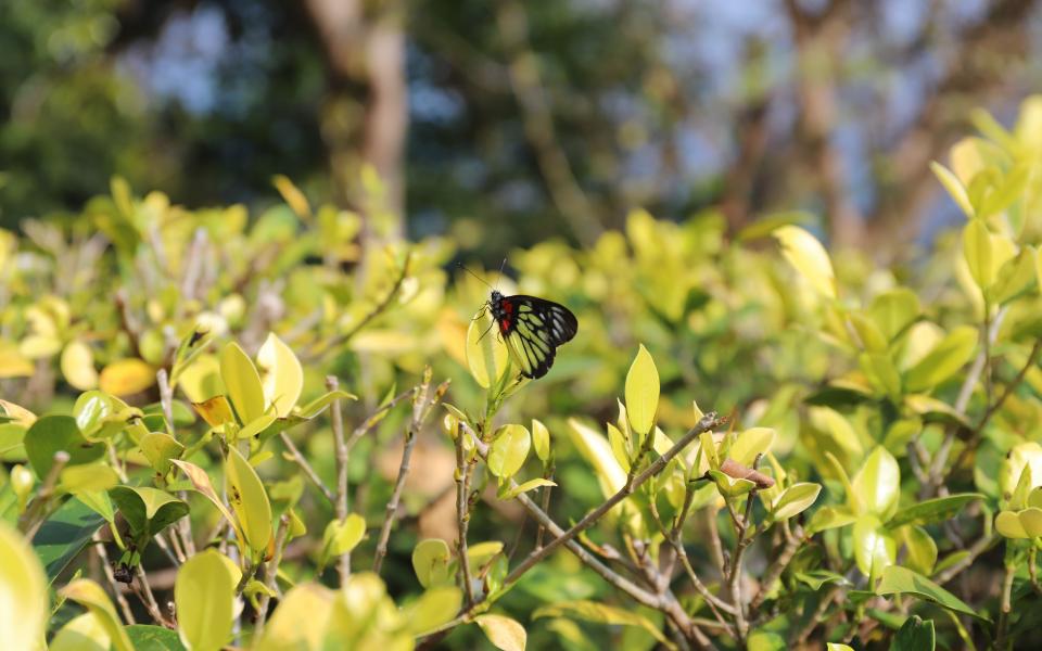 HKUST is home to an incredible diversity of wildlife, including over 120 tree species, 100 butterfly species, 75 bird species, as well as porcupines, bats, and wild boars! 