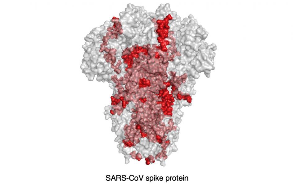 20% (red spots) of the SARS-CoV epitopes have an identical genetic match to SARS-CoV-2. They may be promising candidates for vaccine development.