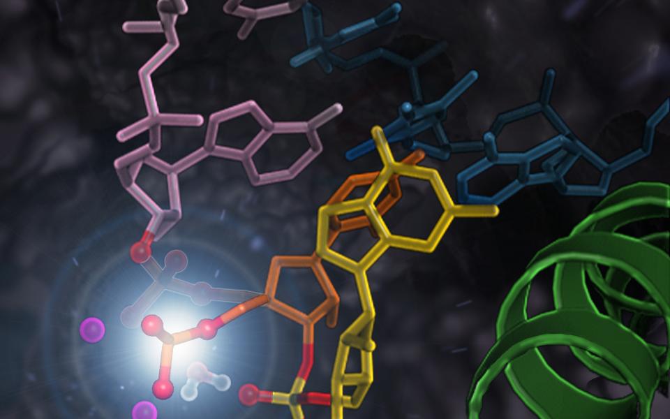 RNA Polymerase II undergoes the intrinsic cleavage of the mis-incorporated nucleotide (the yellow part in the picture) during proofreading of the RNA transcription.