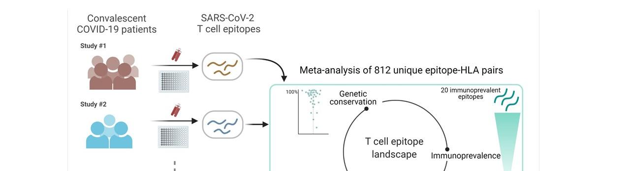 The team has developed a web-based platform by compiling SARS-CoV-2 T cell epitope data from immunological studies of recovered patients in hope to guide studies related to COVID-19 vaccines and diagnostics.