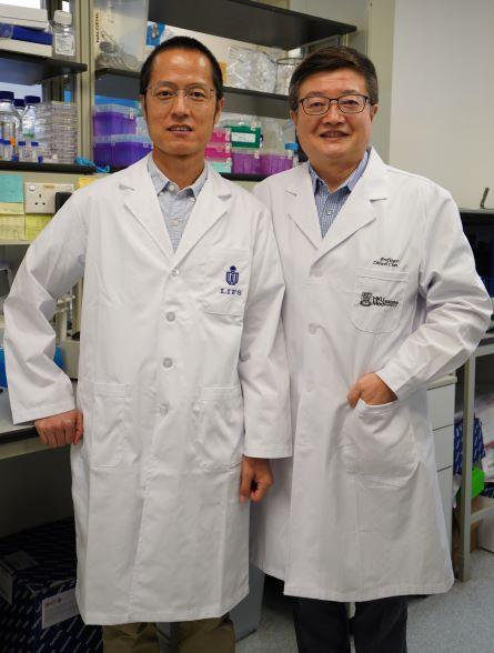 A joint research team from The Hong Kong University of Science and Technology (HKUST), and the LKS Faculty of Medicine, The University of Hong Kong (HKUMed) have demonstrated that ZCB11, a broadly neutralising antibody derived from a local mRNA-vaccinee against the spreading Omicron variants of SARS-CoV-2, displays potent antiviral activities against all variants of concern (VOCs), including the dominantly spreading Omicron BA.1, BA1.1 and BA.2. The research team members include (from left): Professor Dang 